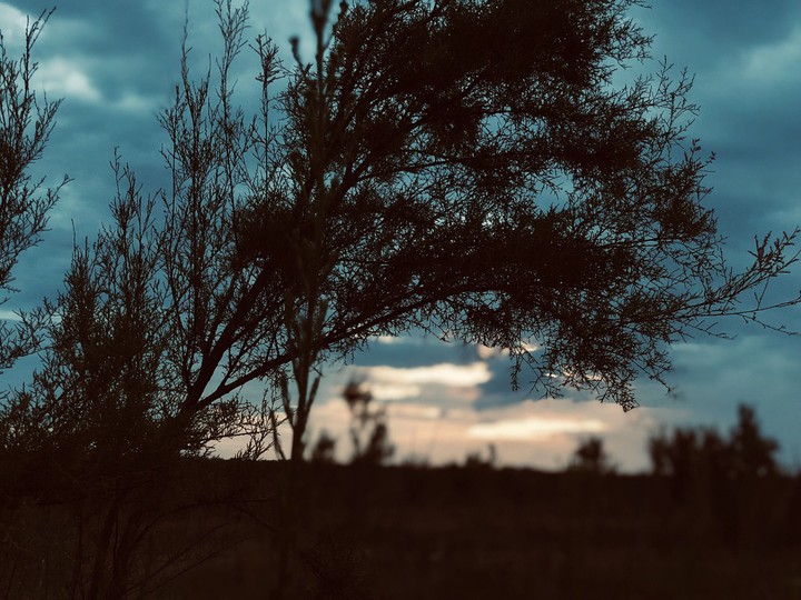 Tree sunset