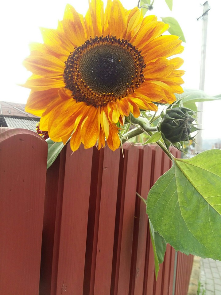 Solar