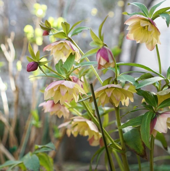 flowers
