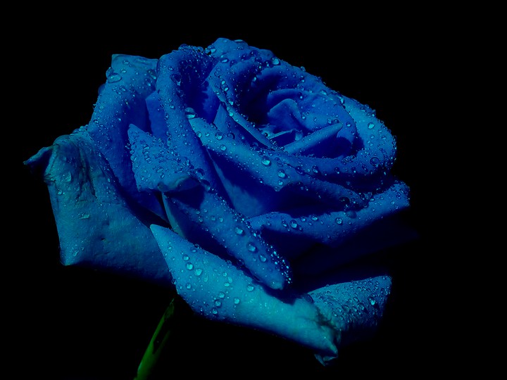 Rose & droplets