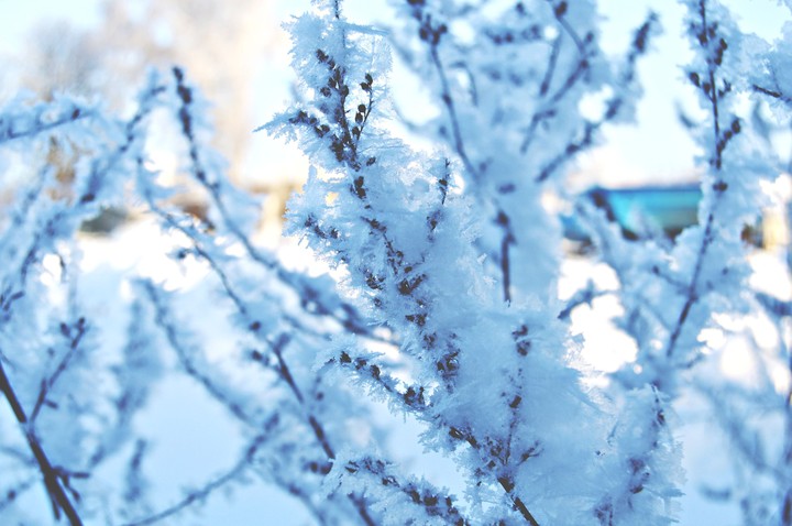 white & blue