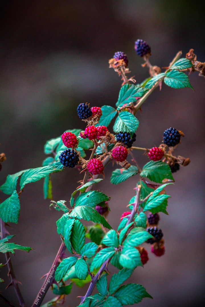 nature