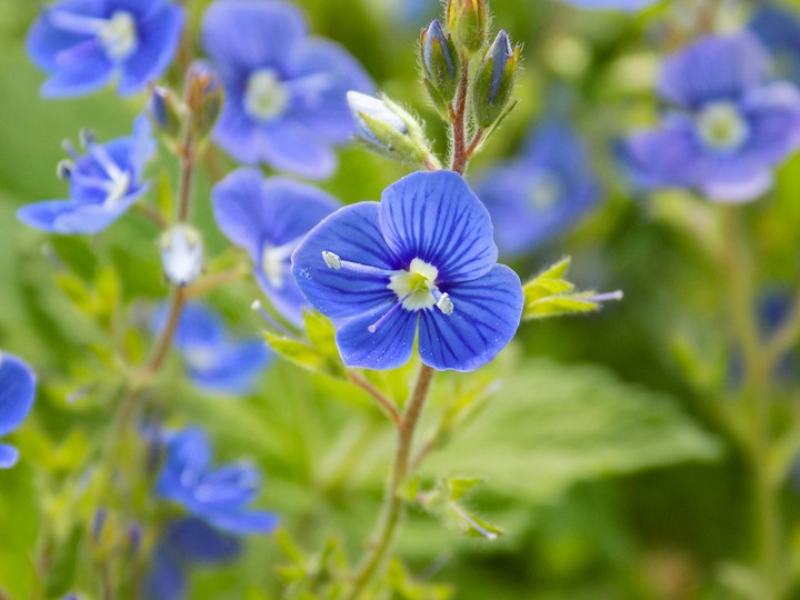 Blue flowers