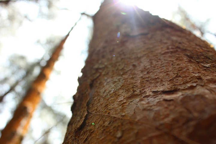Tree Trunk