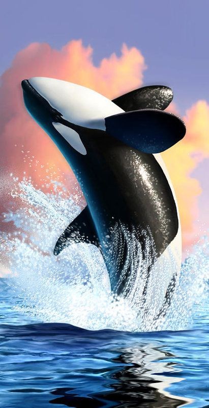 whale