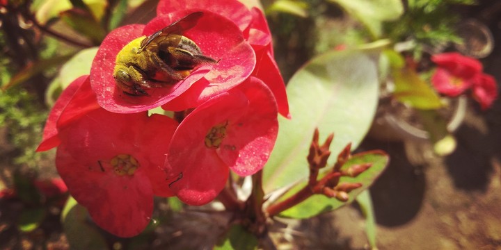 Queen Homeybee