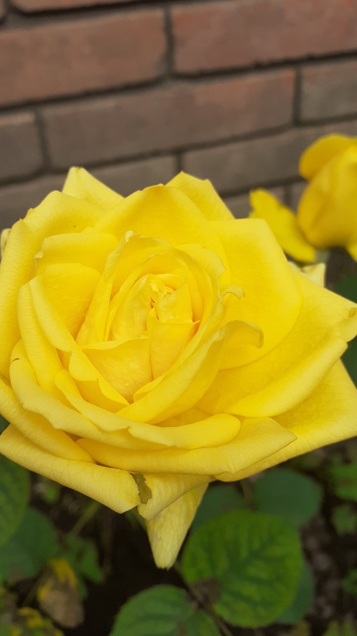amarillo