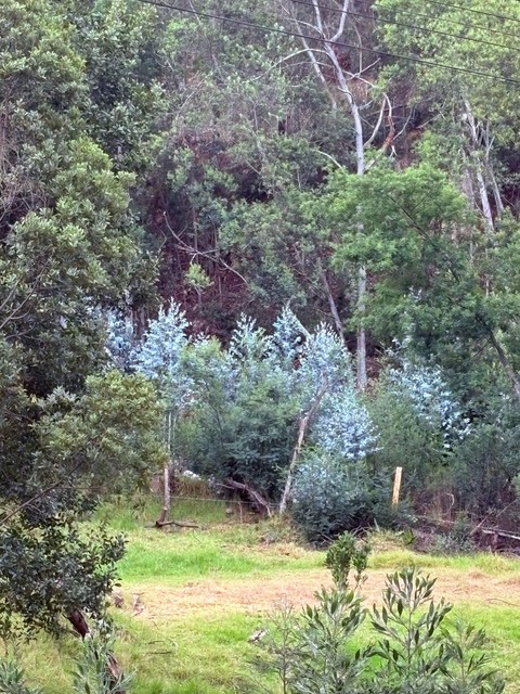 tapety shrub, forest