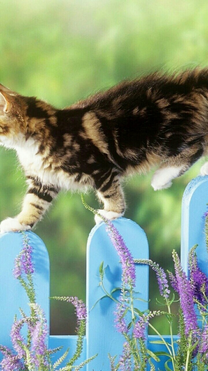 Красивая кошечка