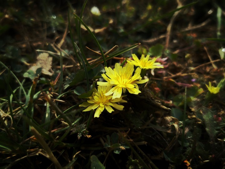 Yellowish (Leica)