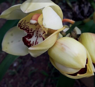 orquídea