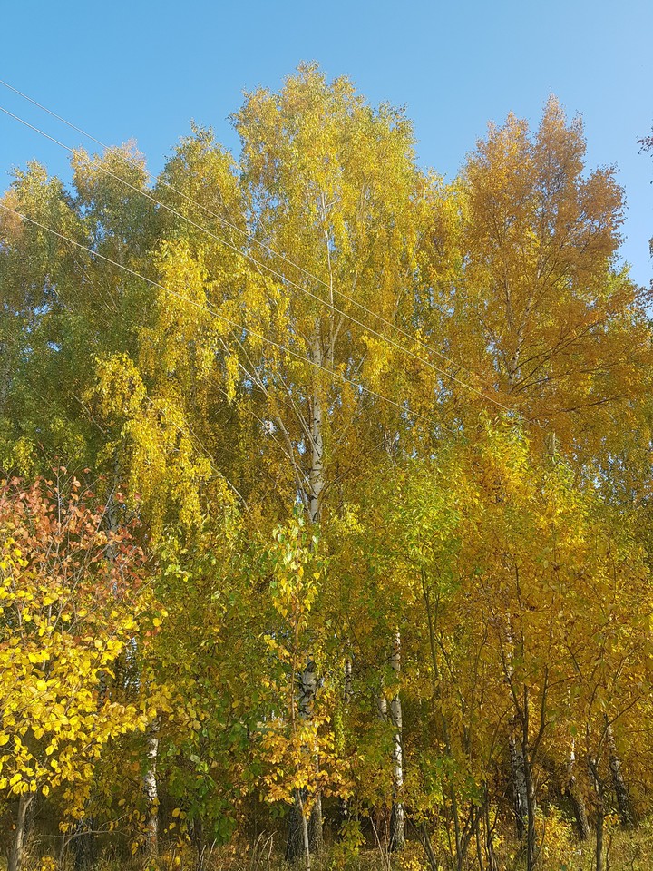 Осень