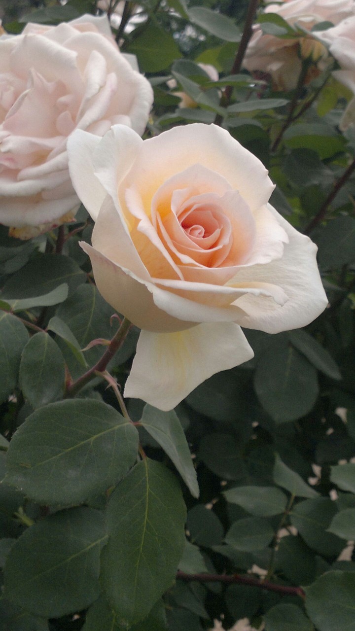 white rose