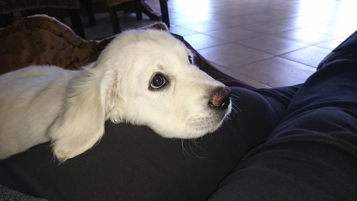 Golden Retriever Welpe
