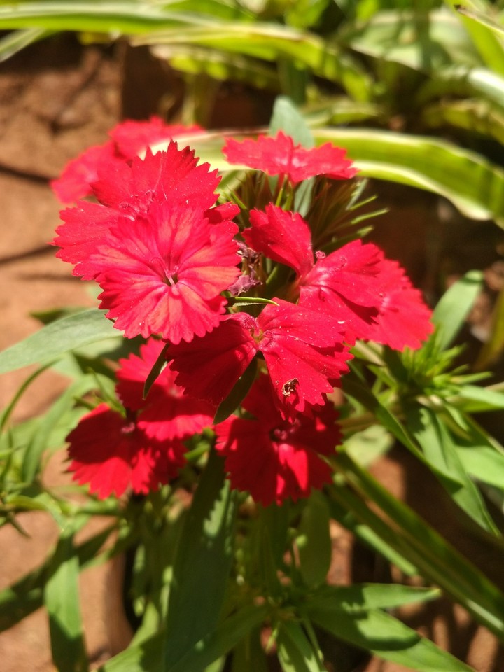 Red plants