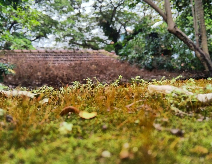 Grass