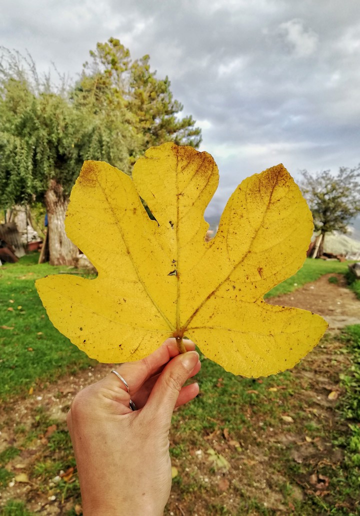Yellow autumn