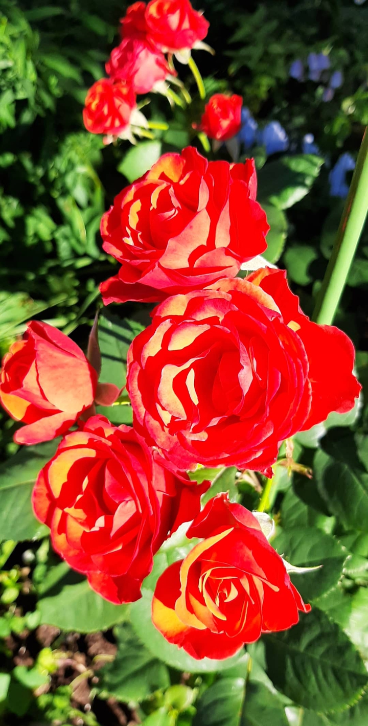 rose
