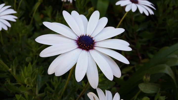 Blue-Eyed Daisy