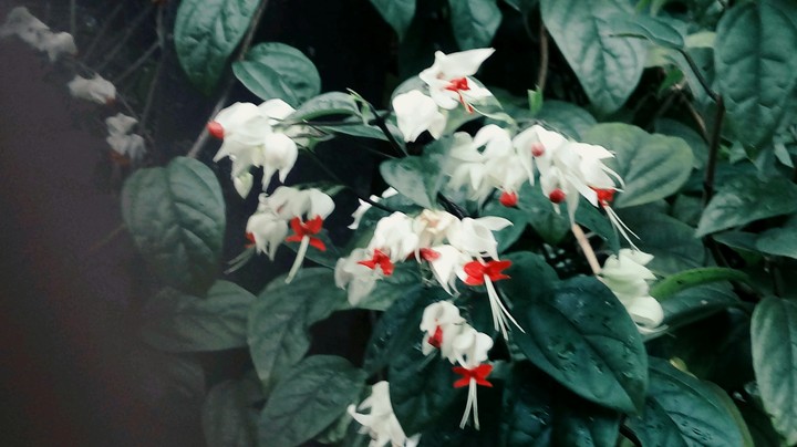 flower with love