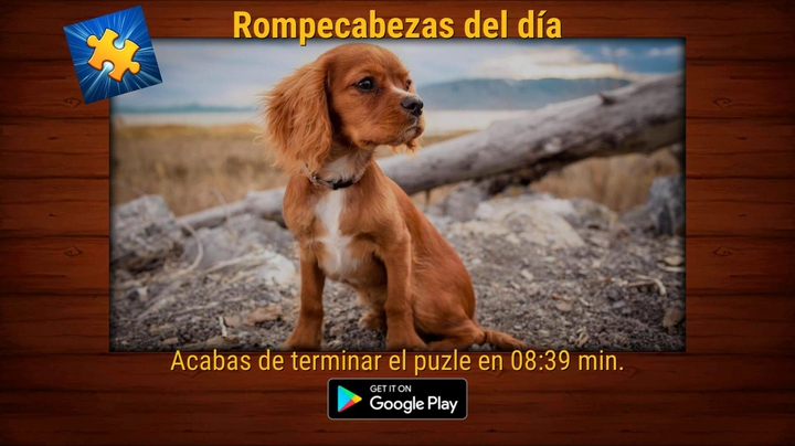 perrito