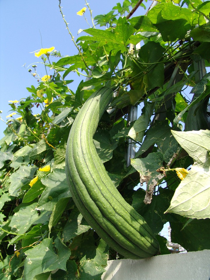 Plant