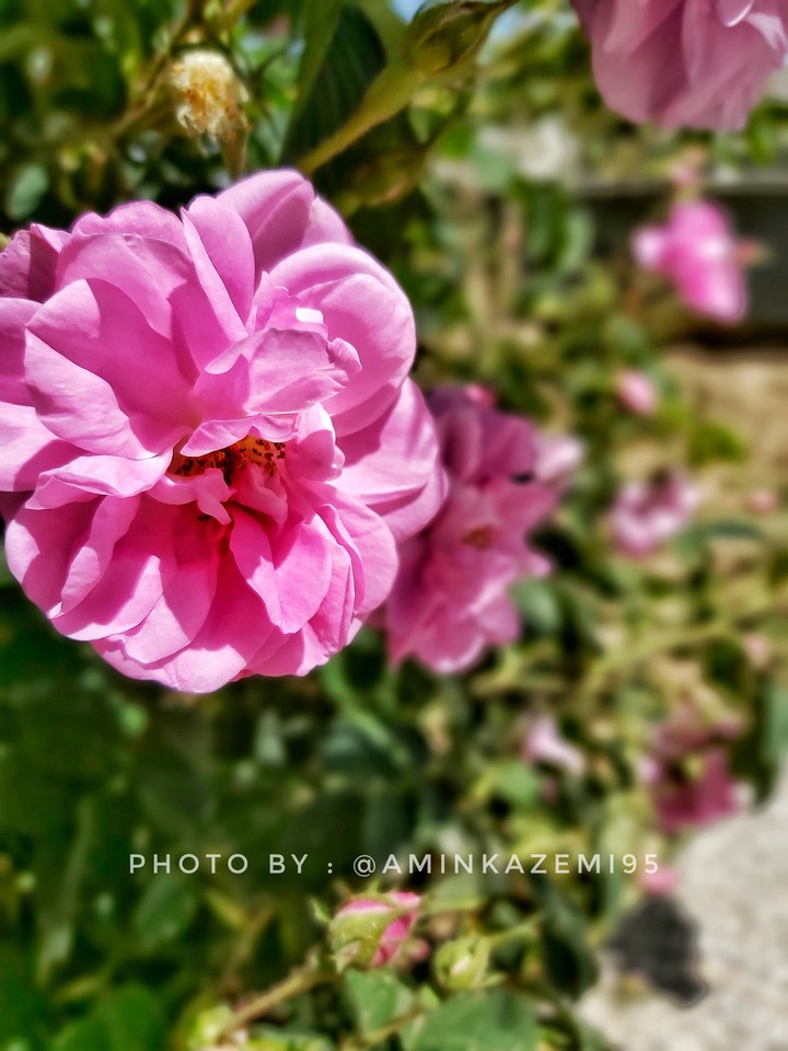 Damask rose ، گل محمدی