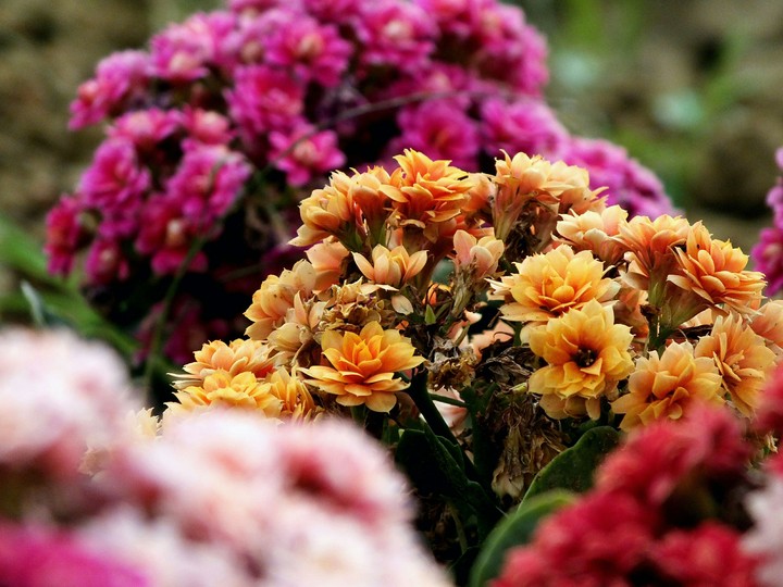 FLOWER