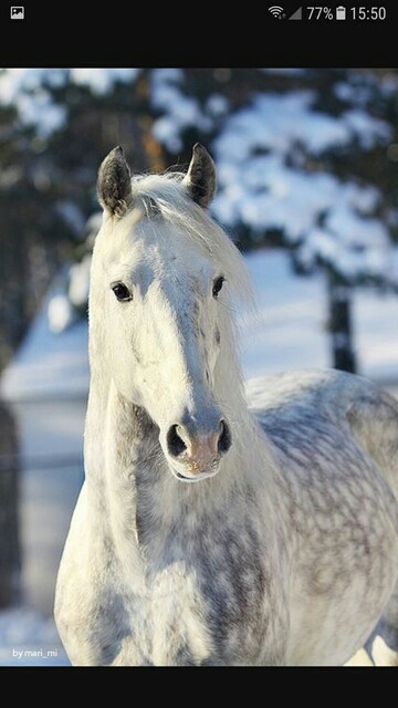 horse