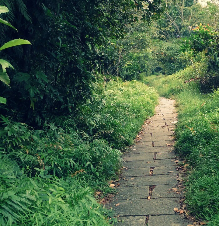Greeny Paths