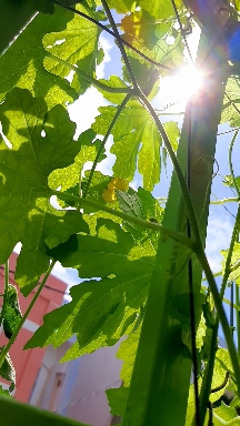 sunshine