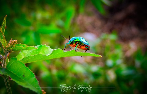 Jewel bug