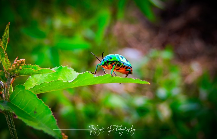 Jewel bug