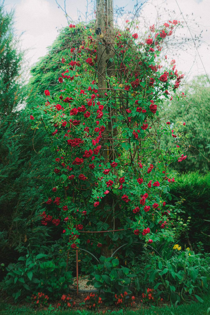 roses