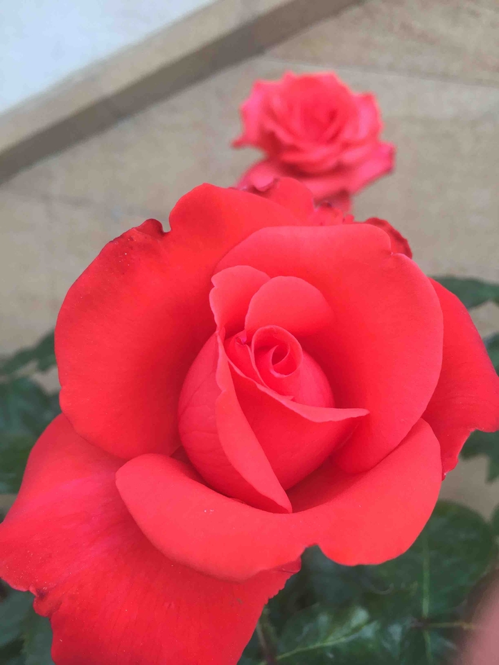 Glad rose