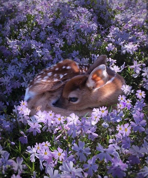 Bambi
