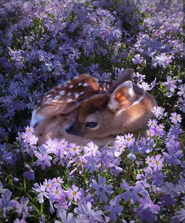 Bambi