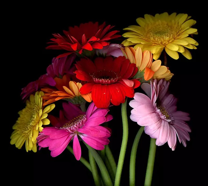 gerbera