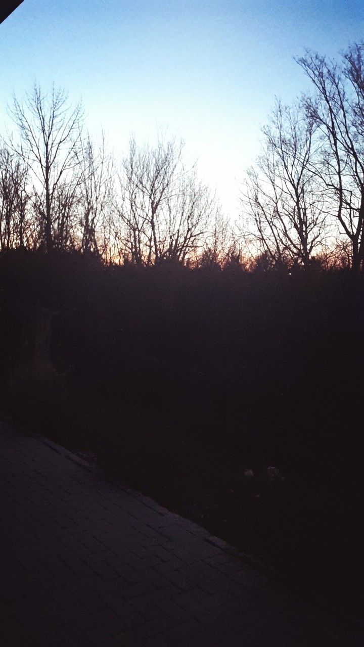 sunset over trees
