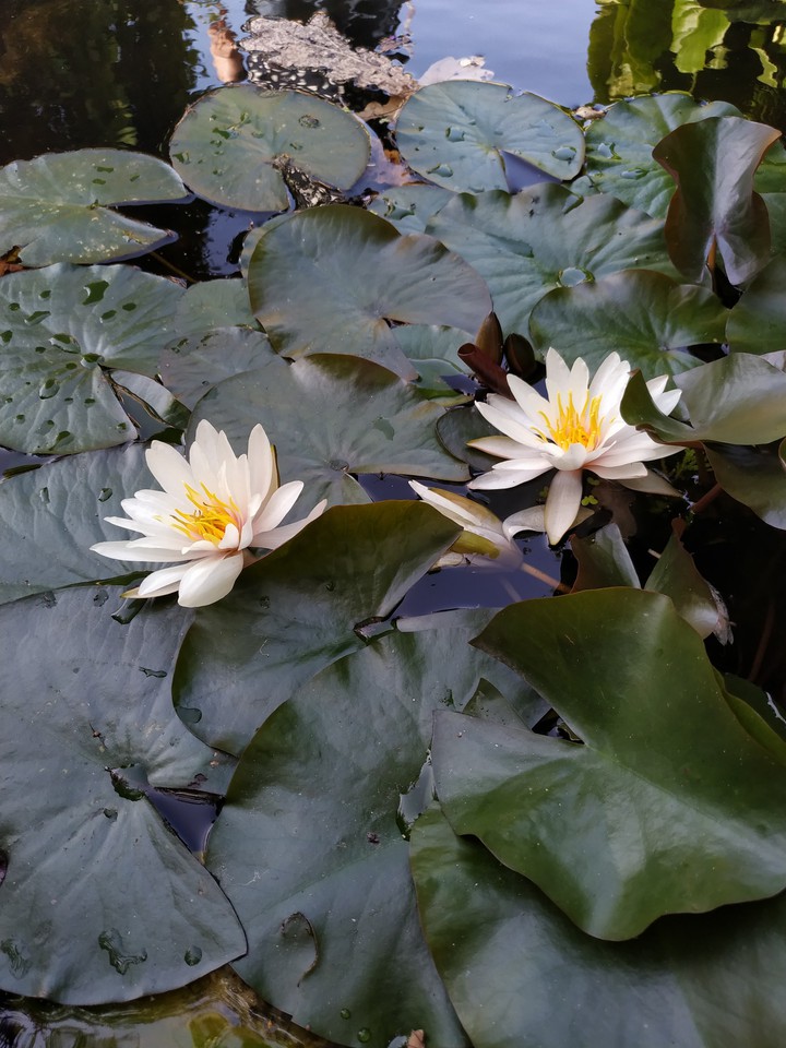 Water lily