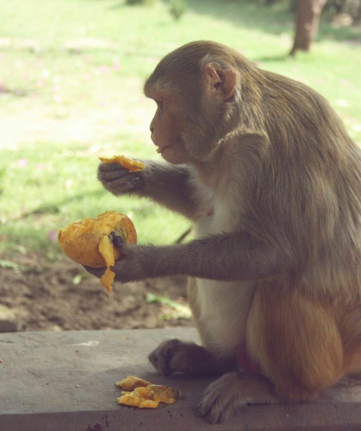 monkey mango