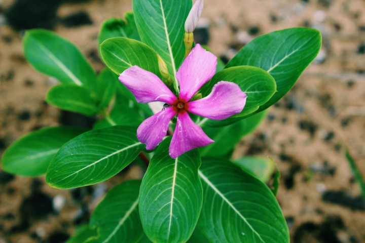 flowers