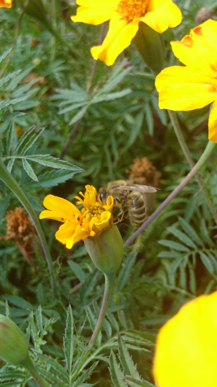 yellow