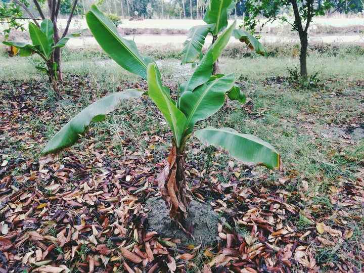 Banana Plant