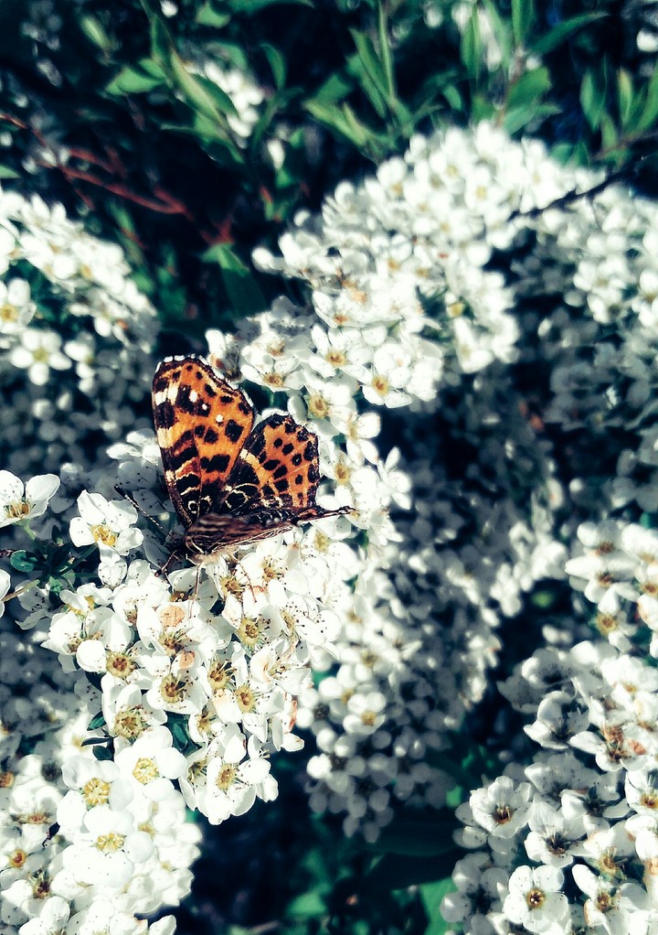 butterfly