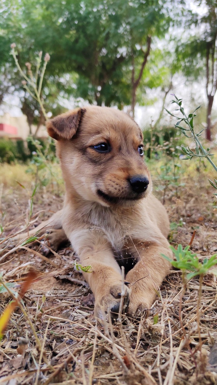 puppy