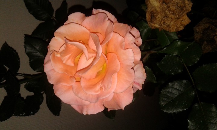 rosa