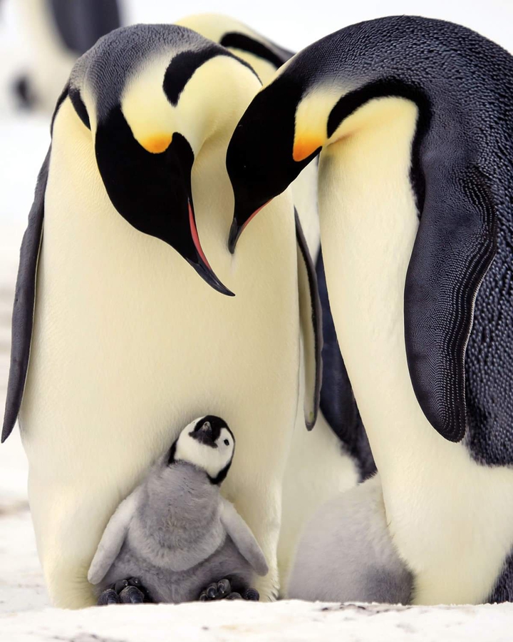 penguin family