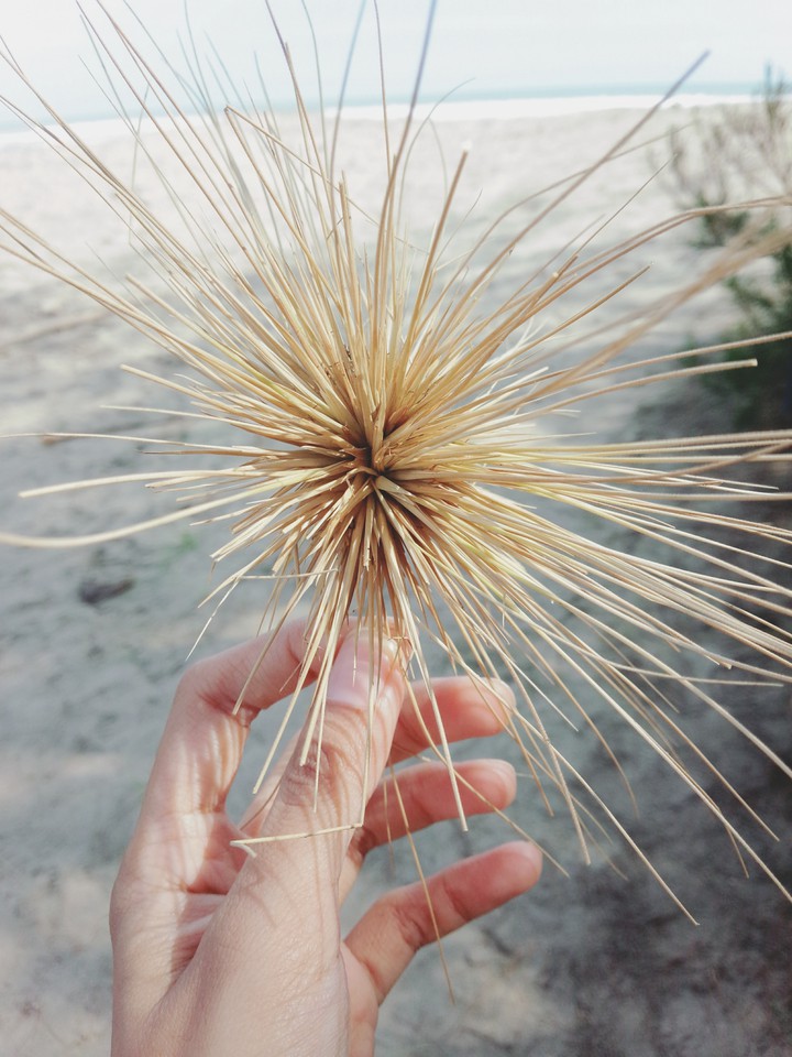 grass