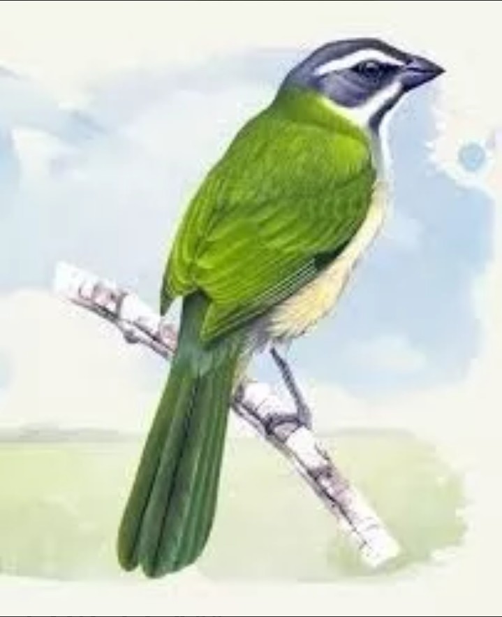pássaro